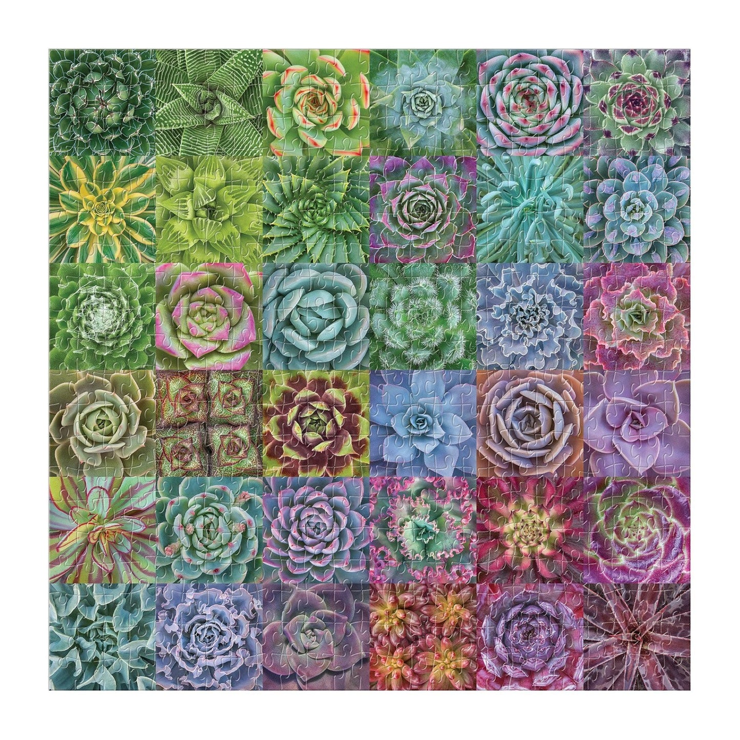 Succulent Spectrum 500 Piece Jigsaw Puzzle