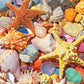 Beach Shells 500 Piece Puzzle