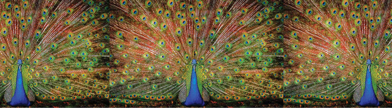 Wickedly Hard Puzzles (Big Boy shown)